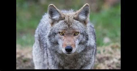 Coyote Attacks on Humans: Analyzing Recent Vancouver Incidents and ...