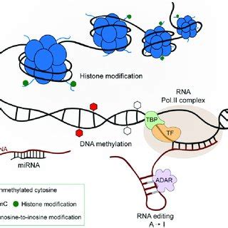 (PDF) Rapid Epigenetic Adaptation in Animals and Its Role in Invasiveness