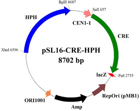 Schematic diagram of the Cre recombinase expression plasmid for marker... | Download Scientific ...