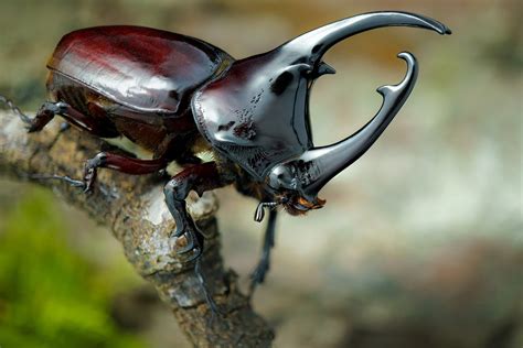 Download Macro Insect Beetle Animal Rhinoceros Beetle HD Wallpaper