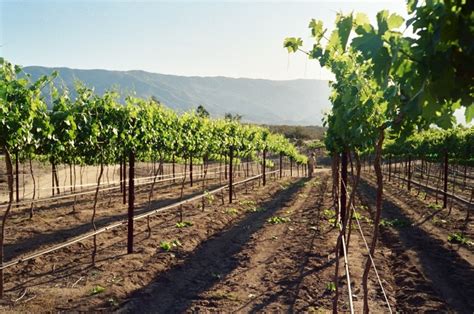 10 San Diego Wineries and Vineyards You Must Visit