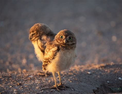 Burrowing Owls Duo - The Tucson Gallery