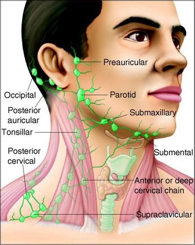 Occipital Lymph Node Location