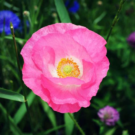 Pink poppy stock image. Image of pretty, poppy, garden - 79893993