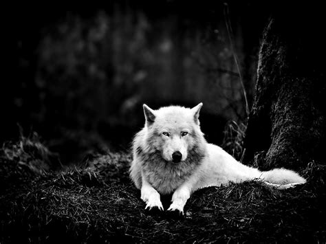 Dark Forest Wolf Wallpapers - Top Free Dark Forest Wolf Backgrounds - WallpaperAccess