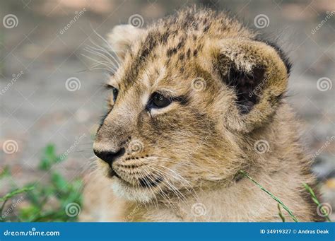 Asiatic lion cub stock image. Image of nature, animals - 34919327