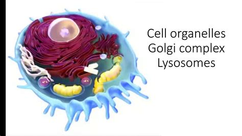 Golgi complex and lysosomes-structure and function-8th-Cell and cell ...