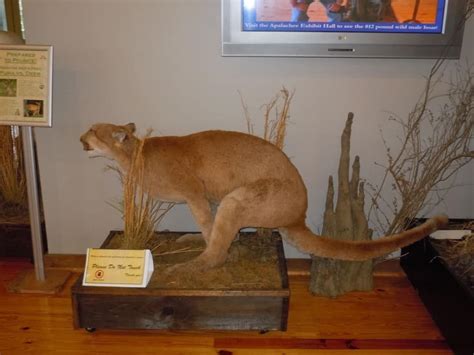 20 Of The Worst Taxidermy Animals Ever Created - Page 2 of 5