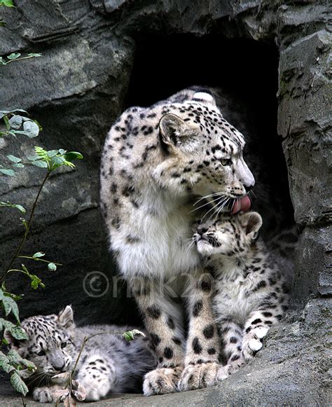 Snow Leopard Cubs and mum | Irina the mother and two of her … | Flickr