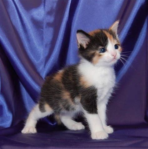 White Tortoiseshell Kitten Tortoise Shell, Fur Babies, Kitten, Cats, Animals, White, Cute ...