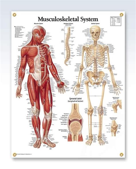 Musculoskeletal System Chart 22x28 | Musculoskeletal system, Muscular ...