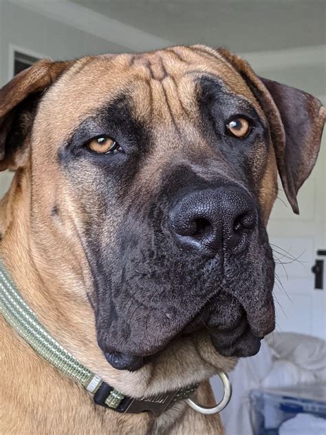 Boerboel | Boerboel, Dog images, Dane dog