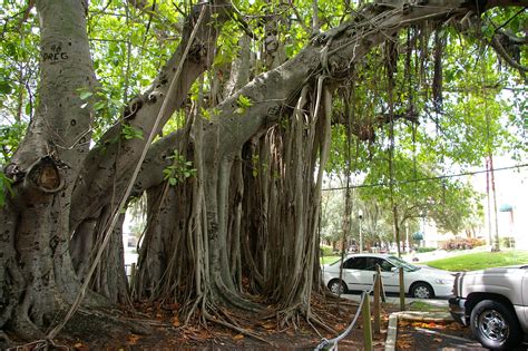 Banyan Tree in Mirror Lake Park, St. Petersburg, Fl | Banyan tree, Lake park, Mirror lake