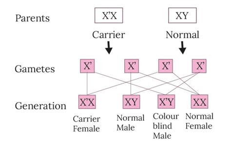 Red Green Color Blindness Inheritance Pattern - Infoupdate.org