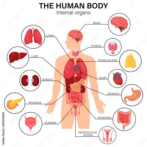 Human body internal organs diagram flat infographic poster with icons image names location and ...