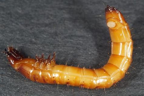 Elateridae Larvae