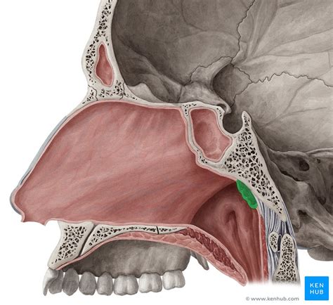 Waldeyer’s Ring: Definition, anatomy and pathology | Kenhub