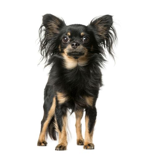 Small Black And Tan Dog Breeds | The Smart Dog Guide