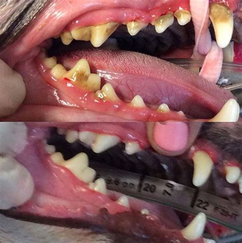 Girraween Veterinary Hospital | Dental Disease in Dogs with Video