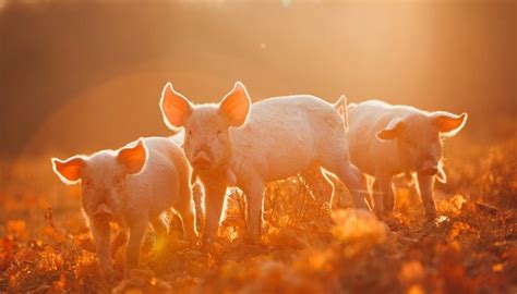 Just 8 Impossibly Cute Pictures of Farmed Animals Celebrating Fall - ChooseVeg