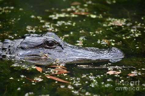 Amazing Profile of a Gator in the Barataria Preserve Photograph by ...