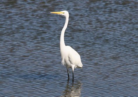 Avise's Birds of the World