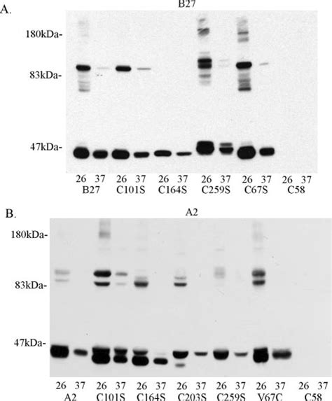 Low temperature enhances and induces homodimer formation. B27,... | Download Scientific Diagram