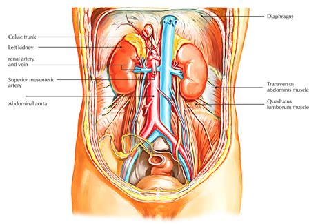 Renal Artery – Earth's Lab