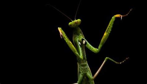 Grasshopper & Praying Mantis Leg Adaptations | Animals - mom.me