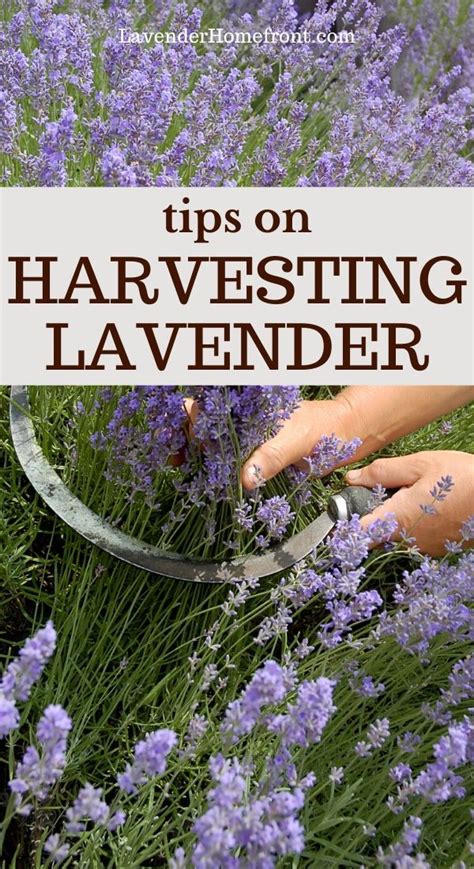 Harvesting Lavender | Harvesting lavender, Fall garden vegetables ...