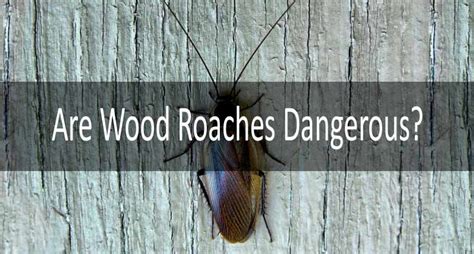 How to Get Rid of Wood Roaches - Best Ways to Kill these Flying Creatures