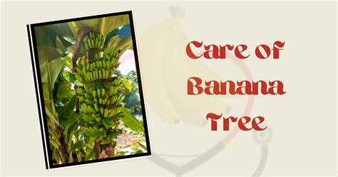 How to Care for a Banana Tree? - Banana Dose