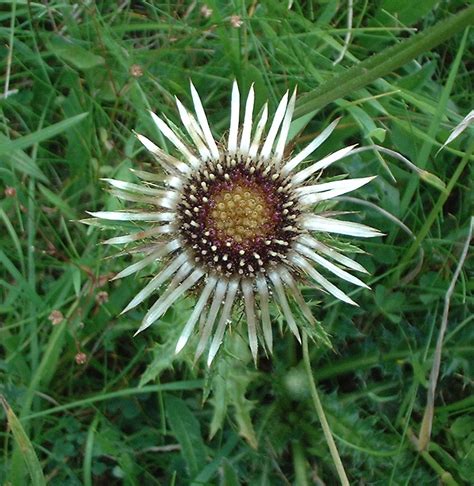 Carline Thistles