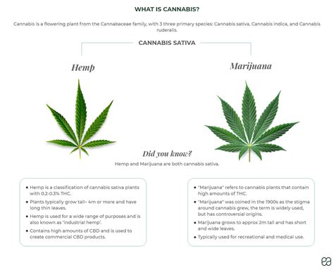 CBD VS THC: learn the differences | Endoca© CBD