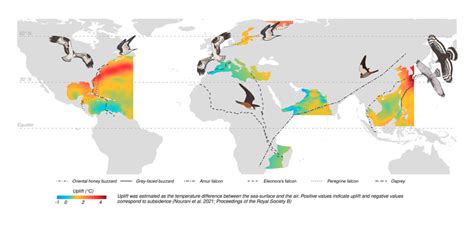 Descubren cómo las aves realizan sus largas travesías marítimas - MABARADIO