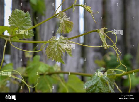 Vines with tendrils hi-res stock photography and images - Alamy