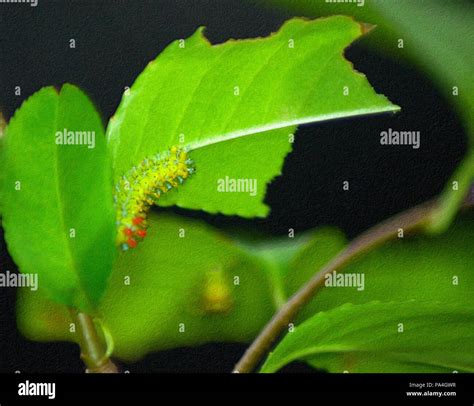 Cecropia Moth in the Caterpillar stage Stock Photo - Alamy