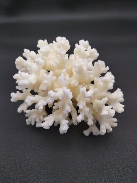 Premium acropora coral #4859 | She Sells Shells