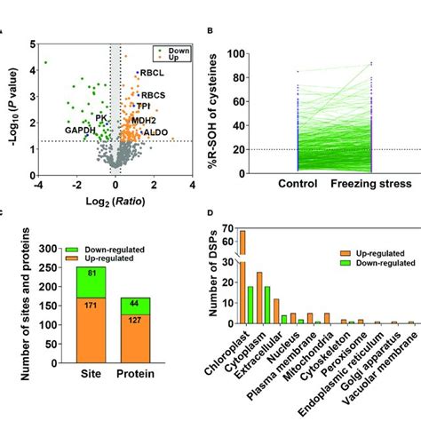 Workflow of the iodoacetyl tandem mass tags (iodoTMT)-based proteomic ...