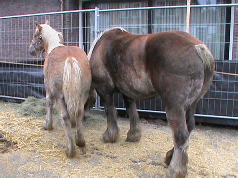 Docking Horses Tails Uk - About Dock Photos Mtgimage.Org