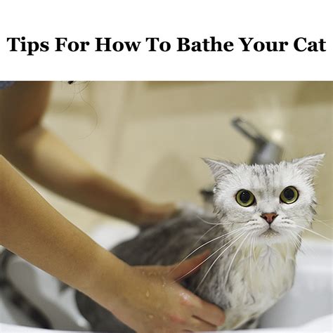 Tips For How To Bathe Your Cat in 2021 | Cats, Pets cats, Animals