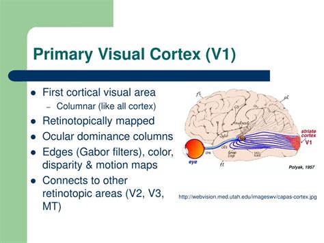 PPT - Early Vision PowerPoint Presentation, free download - ID:2762270