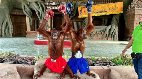 Funny Monkey Show - Orangutan Monkey Boxing | Phnom Penh Safari ...