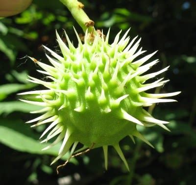 The World´s Tree Species: Horse Chestnut - Buckeye images