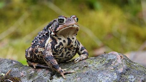 The American Toad | Critter Science