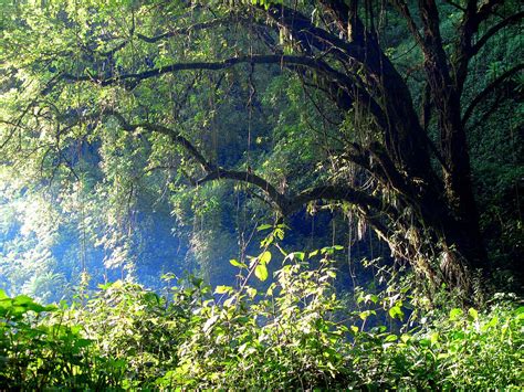 Mt. Elgon Forest - The Dual Citizen Woodland - Paukwa