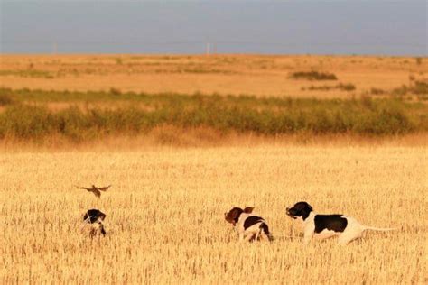 Practical Quail Hunting Tips Every Hunter Should Follow