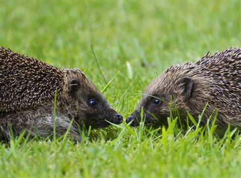 European Hedgehogs | European Hedgehogs Credit: © Natural En… | Flickr