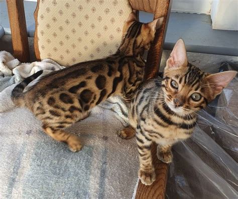 2 female bengal kittens FOR SALE ADOPTION from lacombe Alberta @ Adpost.com Classifieds > Canada ...