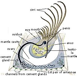 Reproduction - goose barnacle resource